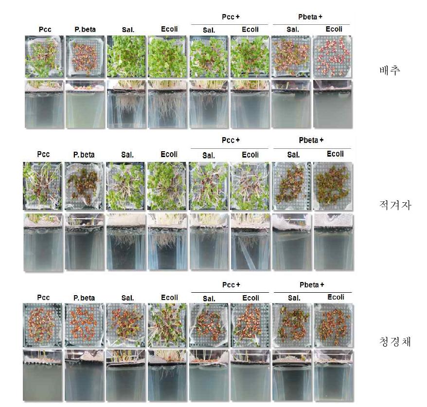 각종 병원균이 뿌리 및 잎의 발달 성장에 미치는 영향