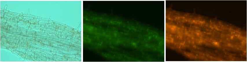 Salmonell enterica (pGFPuv)를 처리한 뿌리에서 형광발현