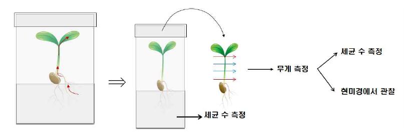 쌈채소 새싹의 수경 재배 및 샘플 채취