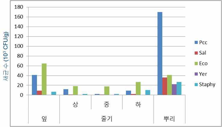 배양액에서 5일 자란 새싹에서의 균수