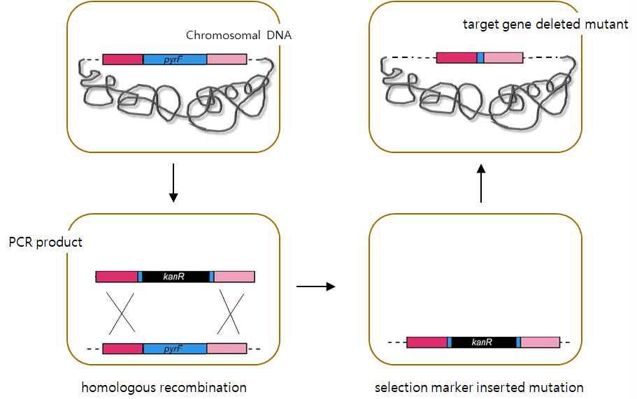 Red-recombination을 이용한 돌연변이 조작