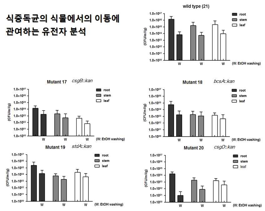 Biofilm 관련 유전자 mutants의 이동