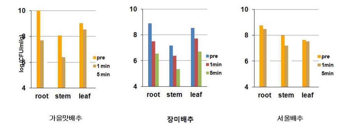 배추 품종별 pathogenic bacteria의 식물체 내 이동