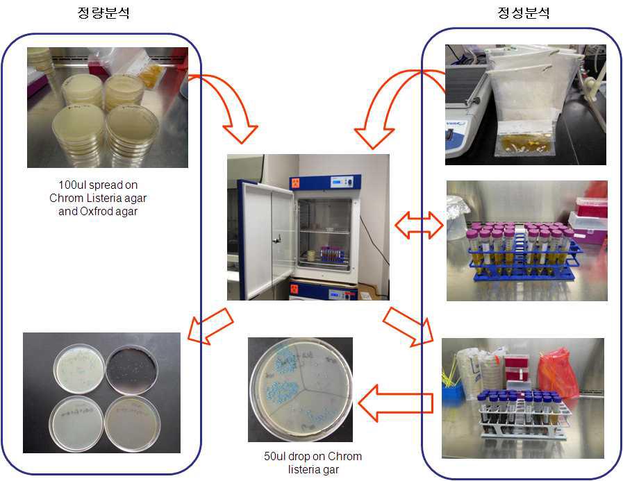 리스테리아균의 정량분석과 정성분석 절차