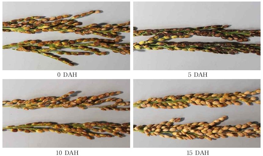 Panicle discoloration of rice plants typhoon-injured at different stages after heading in yellow ripe stage (50 days after the passage of typhoon) DAH : Days after heading