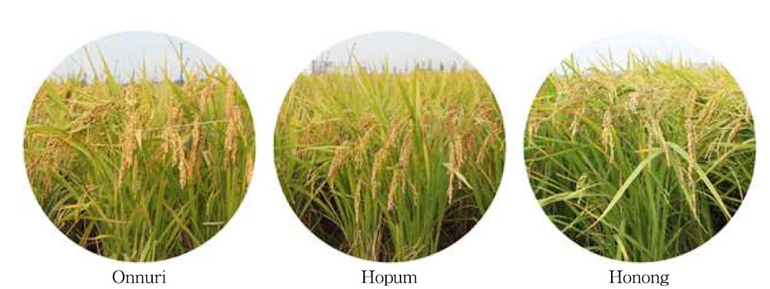 Three high quality japonica rice varieties at ripening stage in 2012.