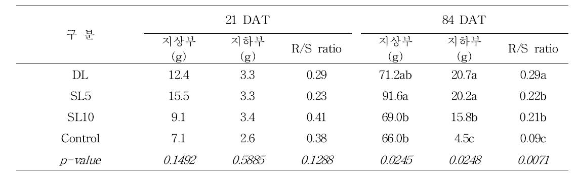 옥수수 생육기간별 뿌리와 줄기 무게 및 뿌리/줄기 비율