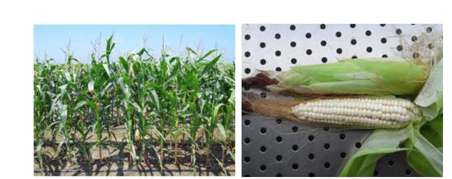 옥수수 재배 전경 및 수확한 옥수수 사진