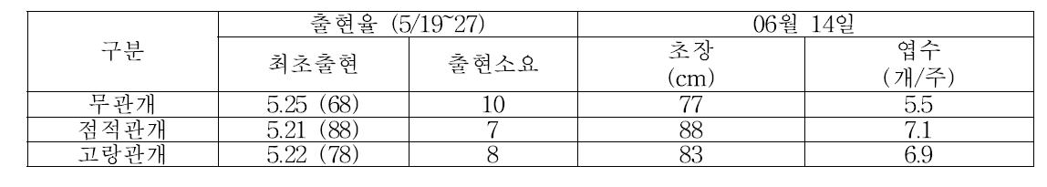 관개처리에 따른 옥수수 생육