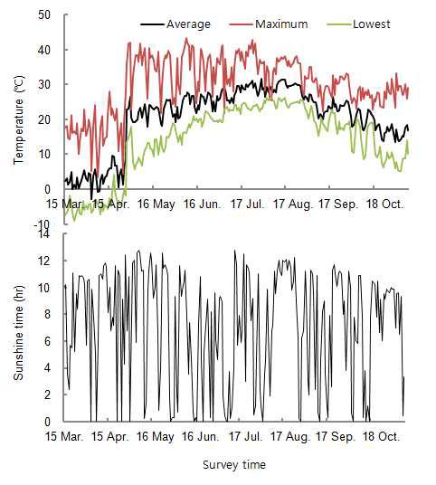 비가림하우스에서 시험기간 온도 및 일조시간 추이(2013)