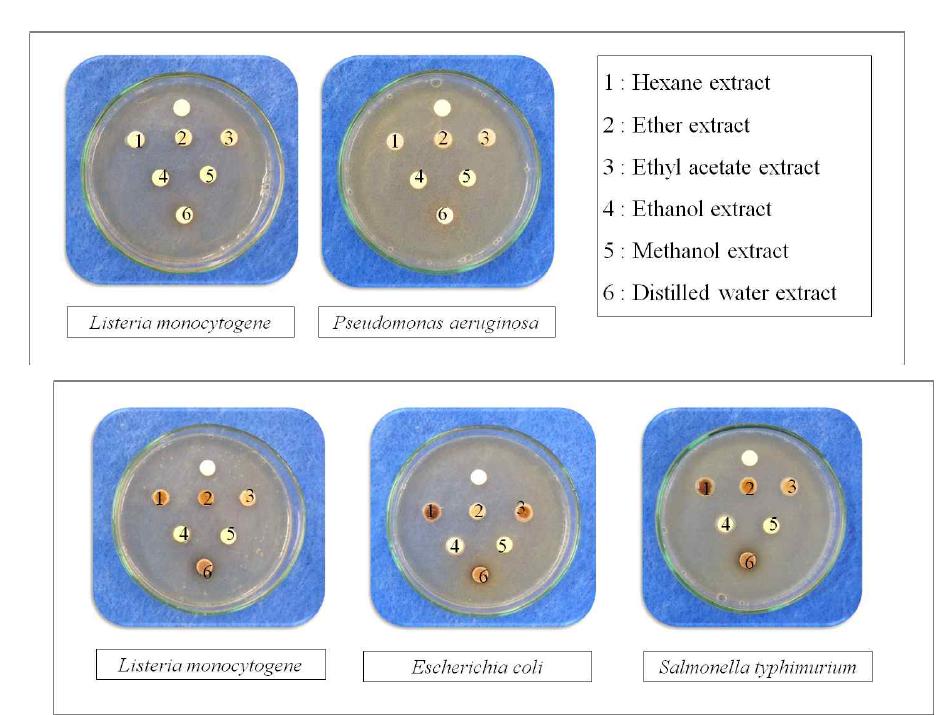 갈색거저리 추출용매별 항균활성.