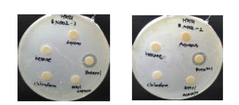 Bacillus lichenifomis NFRI 8008 (B.N002)에서 거저리의 항균성 결과