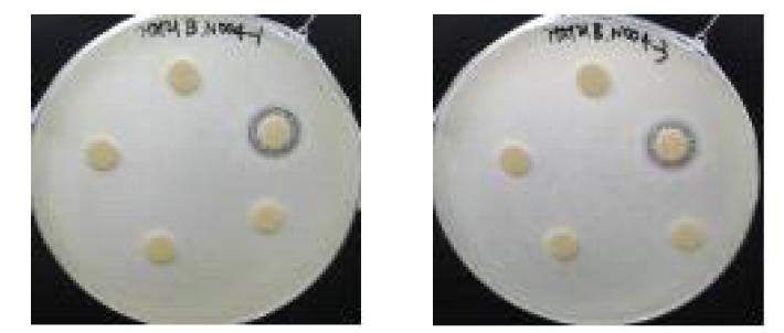 Bacillus Bacillus cereus KCCM 112049 (B.N004)에서 거저리의 항균성 결과