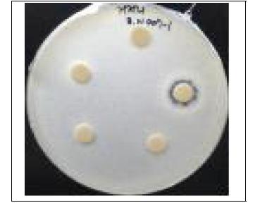 Escherichia coli KCCM 11569 (B.N007)에서 갈색거저리의 항균성 결과