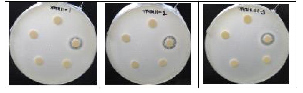 Staplycoccus aureus KCCM 11764 (B.N011)에서 갈색거저리의 항균성 결과