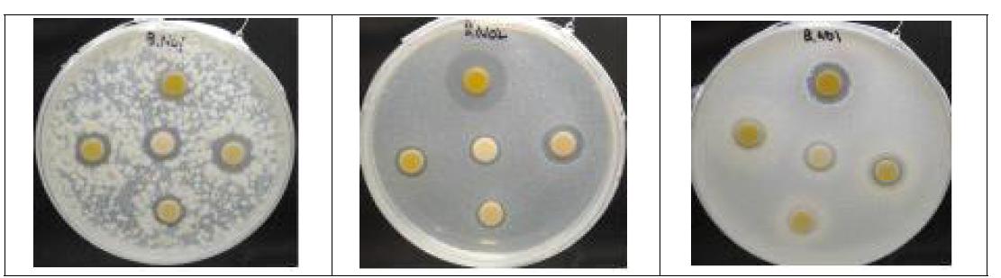 Escherichia coli, Staphylcoccus aureus에서 동결건조 된 갈색거저리,