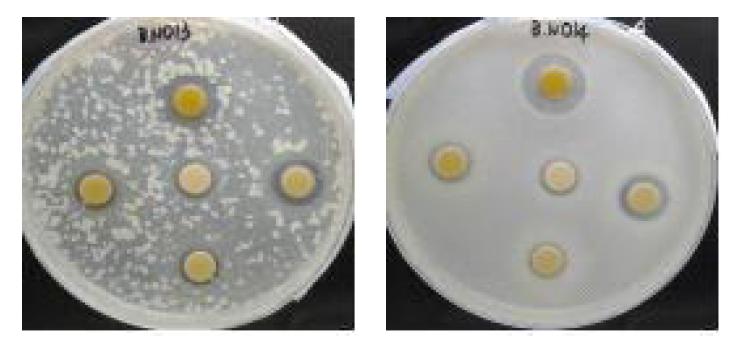 Staphyococcus aureus, Streptococcus mutans에서 동결건조 된 갈색거저리, 열풍건조 된 갈색거저리, 집파리의 항균성 결과.