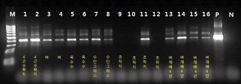 Nested PCR을 이용한 금산 지역의 논 예정지 인삼 뿌리썩음병원균의 검출