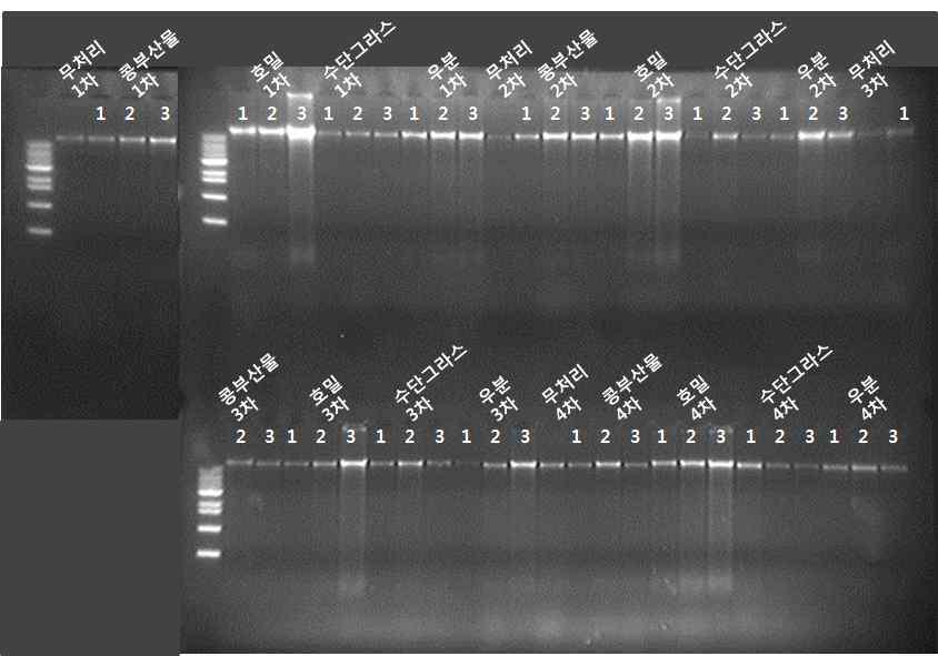 유기물처리별 조사시기에 따른 gDNA 추출양
