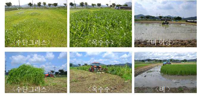 인삼 수확지 녹비작물 생육 및 토양 혼화 담수처리