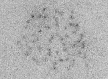 Metaphase figures in root tip cells of triploid seeding from 4x × 2x and 2x × 4x