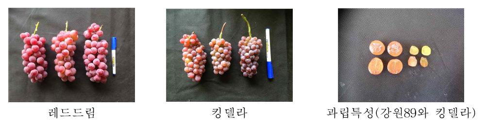 레드드림 과실특성