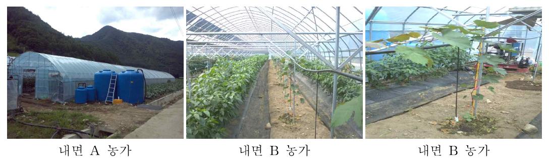 홍천지역 ‘청향’포도 과원 조성