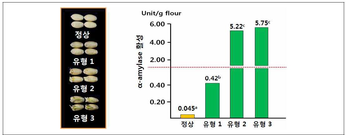 금강밀 종자의 수발아 피해 유형별 a-amylase 활성차이