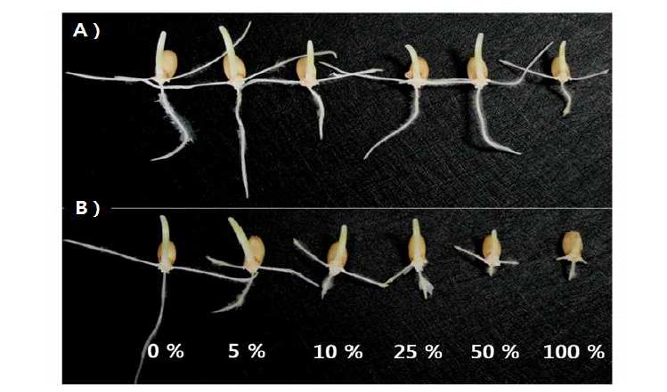 종피추출물 처리에 따른 금강밀 종자의 발아양상>*A) 금강밀 종피추출물 처리, B) 우리밀 종피추출물 처리