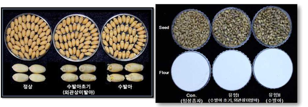 수발아정도별 종자분류