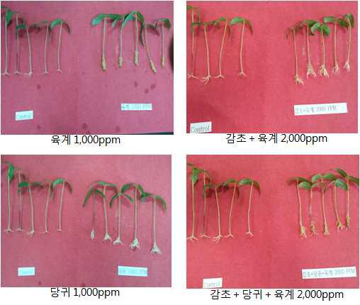 35 % Ethanol 담금소주 추출물의 녹두 절단유묘 발근촉진 효과