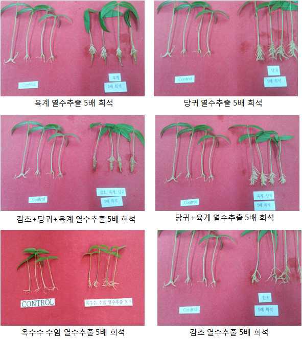 열수 추출물의 녹두 절단유묘 발근촉진 효과