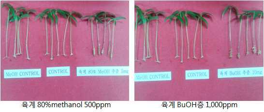 육계 80 %methanol추출물 n-BuOH 분획물이 녹두 부정근 형성에 미치는영향