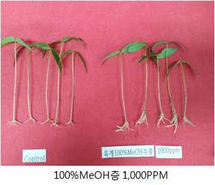 육계 charcoal column chromatography 분획물 결과