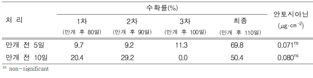 수확률 및 안토시아닌 함량