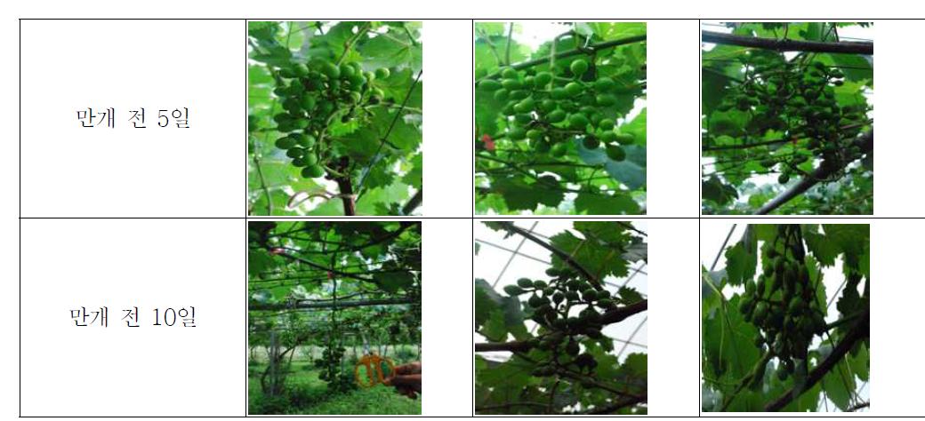 만개 전 생장조절제 처리에 따른 ‘흑보석’ 포도의 외적 형태