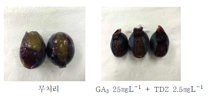 무처리와 생장조절제 처리에 의한 과육의 모습