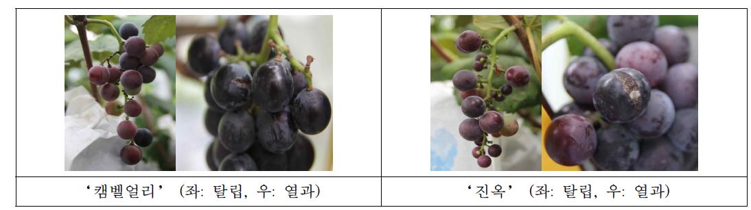 포도 ‘캠벨얼리’와 ‘진옥’의 주요 생리장해