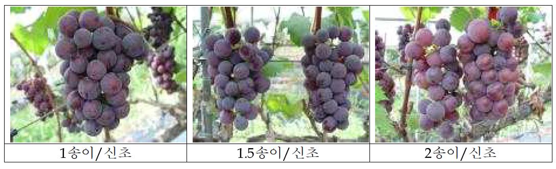 착과량(송이)에 따른 ‘흑구슬’ 과방사진