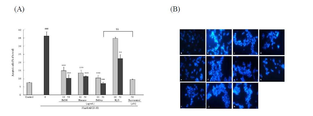 Inhibitory effects of EtOH extract and solvent fractions from Allomyrina dichotoma on Aβ(25-35)-induced apoptosis. (A) Morphological characteristics (B) Apoptotic cell count. PC12 cells were pretreated with sample for 1 hr and further treated with 50 μM of Aβ(25-35) for 24 hr. Morphological apoptosis was determined by Heochst 33342 staining under fluorescence microscopy (magnification×400). (a) Control, (b) 50 μM Aβ(25-35), (c) 50 μM Aβ+50 μM resveratrol, (d) 50 μM Aβ+10 μg/mL EtOH, (e) 50 μM Aβ+50 μg/mL EtOH, (f) 50 μM Aβ +10 μg/mL