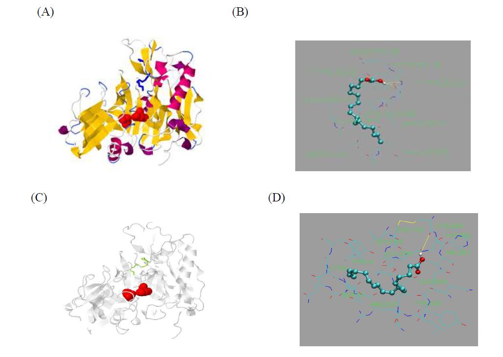 In silico molecular docking poses for oleic acid and γ-linolenic acid with human