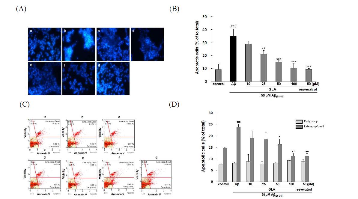 Effects of GLA on Aβ25-35 induced PC12 cell apoptosis. (A) Morphological apoptosis was determined by Hoechst 33342 staining under fluorescence microscopy (magnification×400). (a) Control (b) 50 μM Aβ(25-35) (c) 50 μM Aβ(25-35) + 10 μM GLA (d) 50 μM Aβ(25-35) + 25 μM GLA (e) 50 μM Aβ(25-35) + 50 μM GLA (g) 50 μ M Aβ(25-35) + 100 μM GLA (f) 50 μM Aβ(25-35) + 50 μM resveratrol. (B) Histogram showing the percentage of apoptotic cells in total cell population after different treatments. (C) Flow cytometric analysis of apoptosis using Annexin V staining PC12 cells treated with GLA.