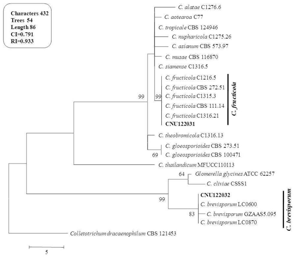 본 연구에 이용된 Colletotrichum 균주와 근연종의 ITS, ACT, GAPDH 유전자 data를 조합한 계통분류학적 분석결과.