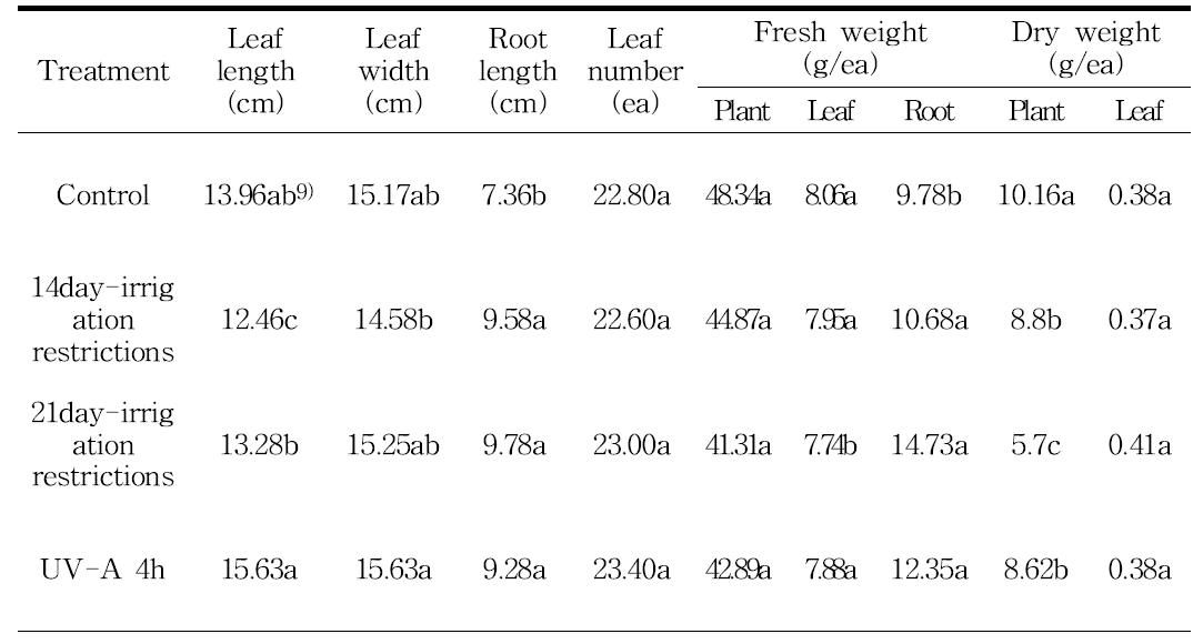 상추의 관수제한 처리 및 UV-A처리구의 생육조사