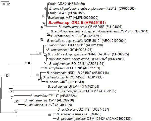 선발된 바실러스 균주(GR4-5)의 16S rRNA 유전자 기반 계통도