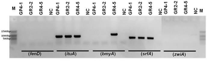 PCR detection of biosynthetic genes corresponding to fengycin (fenD), iturinA (ituA), bacillomycinD(bmyA), surfactin(srfA) and zwittermicinA (zwiA), respectively. NC, negative control; M, 100bp ladder.
