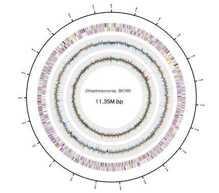 방선균 BK185의 유전체 지도