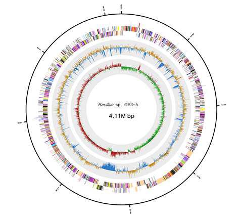 Bacillus GR4-5 의 유전체 지도