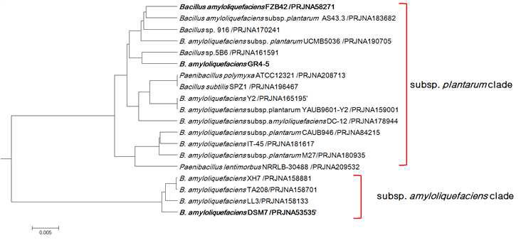 The genome tree based on Average Nucleotide Identity (ANI) values showing the evolutionary relationships among the Bacillus GR4-5 and other phylogenetically related strains.