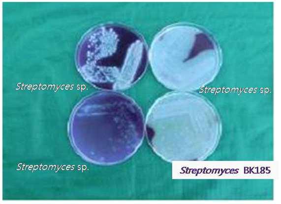 Streptomyces BK185 chitin 분해능